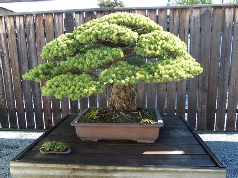 This bonsai is the Yamaki Pine. It's around 400 years old and even survived the bombing of ...