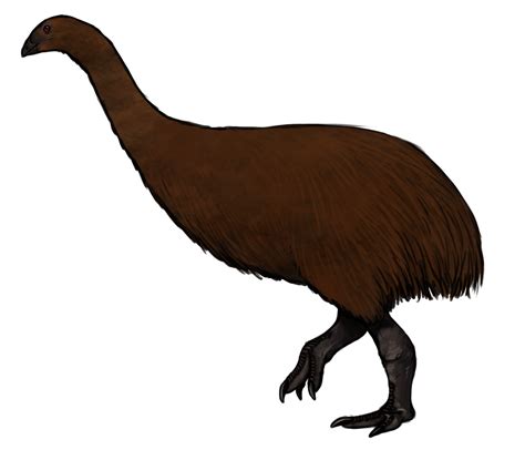 A Dinosaur A Day: Pachyornis