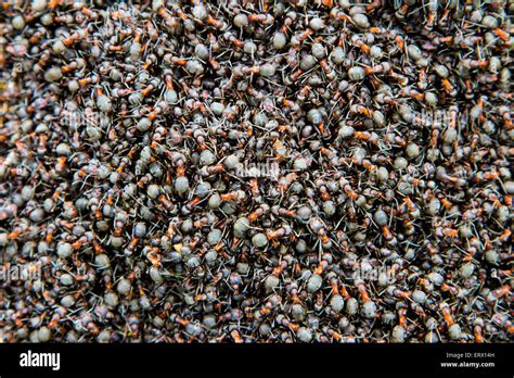 Group Of Ants High Resolution Stock Photography and Images - Alamy