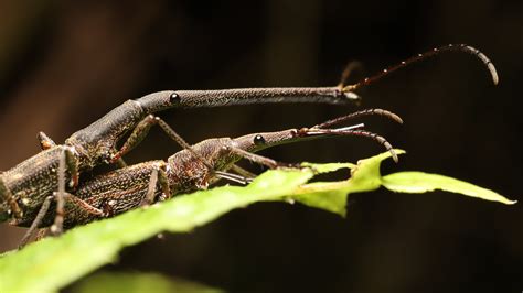 Meet the Giraffe Weevil. It’s Got a Secret Up Its Long Snout. - The New ...