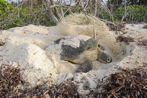 Sea Turtle Nesting Season on Sanibel Island - Port Sanibel Marina