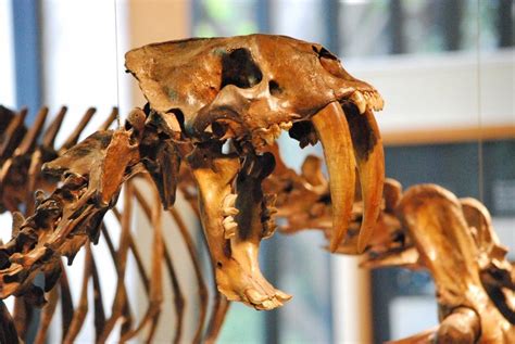 Tracing the Roots of Smilodon | Smilodon, Prehistoric creatures, Ancient discoveries