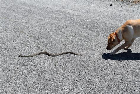 12 Tips On Snake Bite Prevention For Dogs - Snake Bites On The Rise In ...