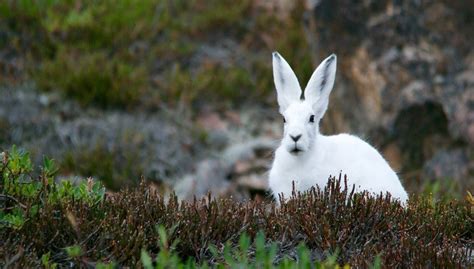 New Zealand Giant Rabbit Breed, Lifespan, Size, Meat, and All Information