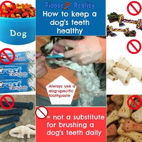 Four Easy Ways to Keep Dog Teeth Clean #SmoochUrPooch - Fidose of Reality