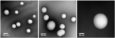 PLGA Encapsulated Nanoparticles – Fortis Life Sciences