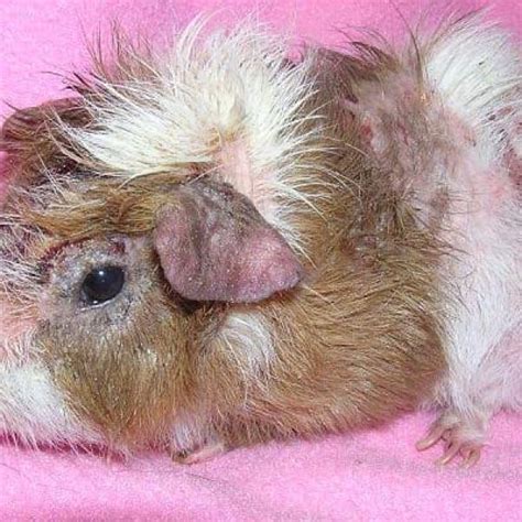 How Do Guinea Pigs Get Mites: Spotting, Treatment Prevention Guinea Pig Pals | atelier-yuwa.ciao.jp