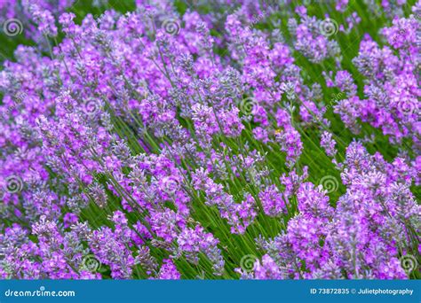 Lavender Meadow Close Up in the Garden Stock Image - Image of field ...