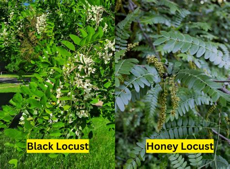 Black Locust Leaves: Everything You Need To Know