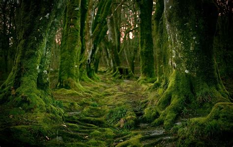 bluepueblo: Mystical Forest, Cornwall, England photo via falling ...