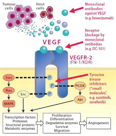 Brivanib, A Novel Dual VEGF-R2/bFGF-R Inhibitor | Anticancer Research