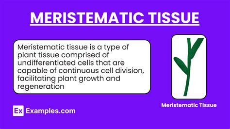 Meristematic Tissue- Definition, Types, Functions, FAQ