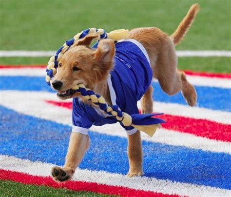 Tulsa Golden Hurricane 2016 NCAA Football Preview | MEGALOCKS