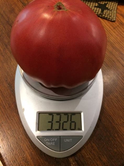 Big Zac World Record Largest Heirloom Tomato Premium Seed Packet ...