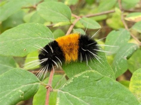 Spotted Tussock Moth: Identification, Life Cycle, Facts & Pictures