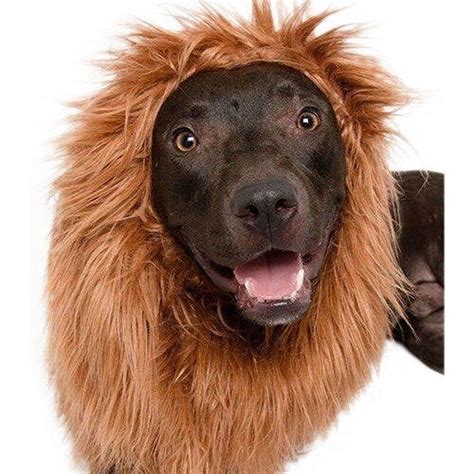 Lion Mane Dog Costume | Large dog costumes, Dog lion mane, Big dog costumes