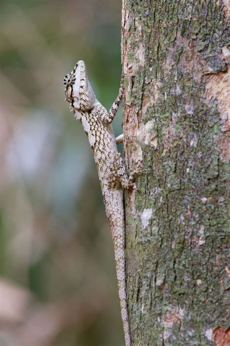 Wild Herps - Painted Lip Lizard (Calotes ceylonensis)