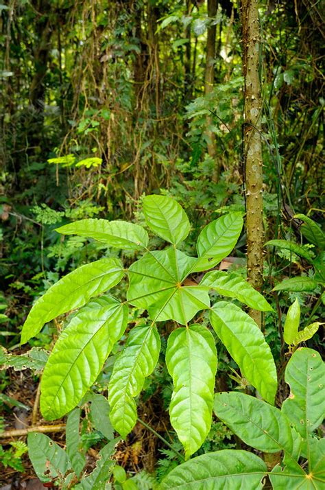 Rainforest plant - Stock Image - F031/8858 - Science Photo Library