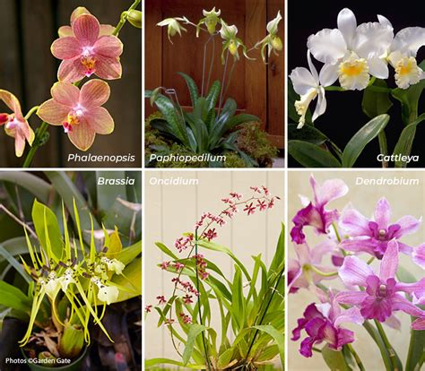 Orchid Types List