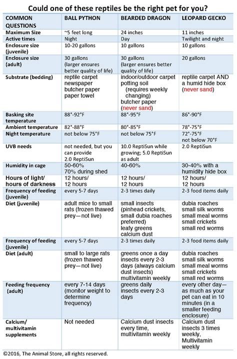 Bearded Dragon Food Chart | Bearded dragon, Bearded dragon food ...