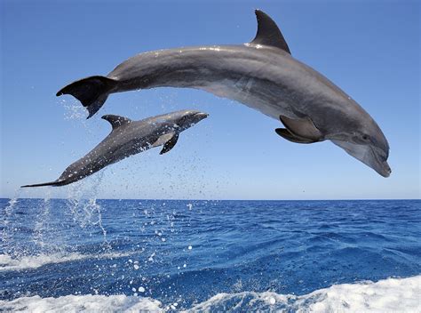 Bottlenose Dolphins Jumping Wallpaper - Free HD Dolphins
