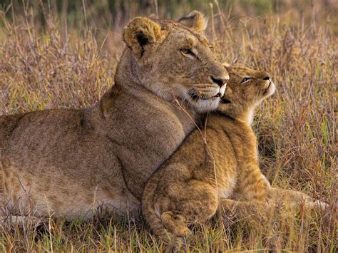 Baby Lion with Mother by Henry Jager | Animals, Baby lion, Big cats