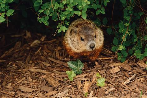 Groundhog vs Woodchuck: Difference and Comparison