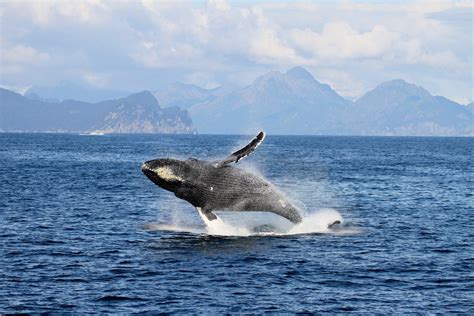 Seward Alaska Whale Watching Cruise | Resurrection Bay Whale Watching