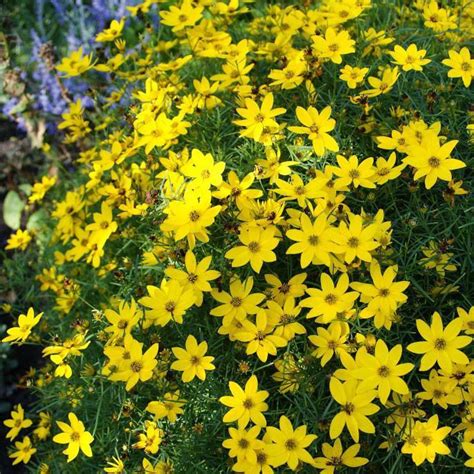 Coreopsis 'Moonbeam' for Sale Online – Sand Creek Nursery