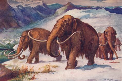 Woolly mammoths could be back from extinction in just 2 years