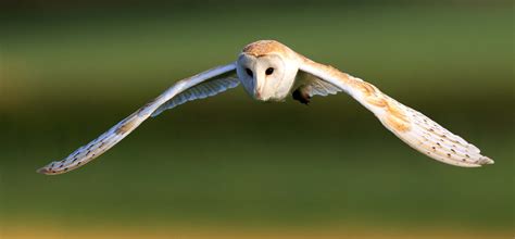 Barn Owl