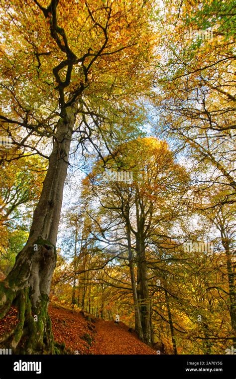 The Birks of Aberfeldy Stock Photo - Alamy