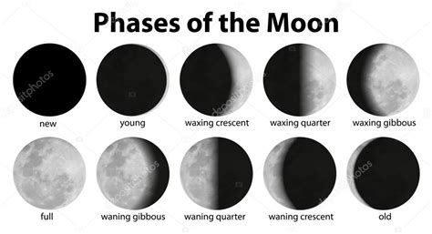 Phases of the Moon — Stock Vector © blueringmedia #17818571