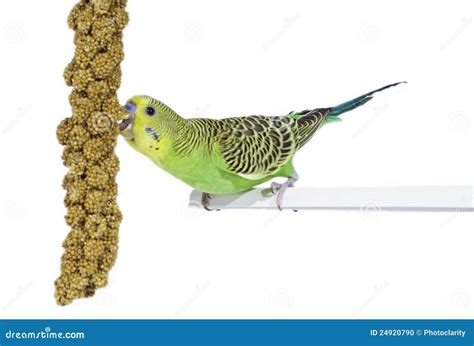 Budgie and his food stock photo. Image of shot, green - 24920790