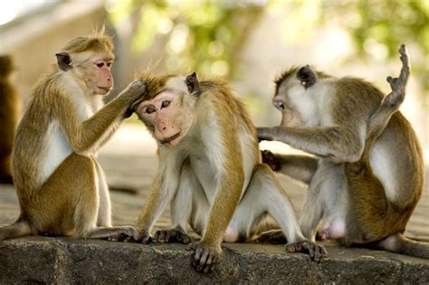 Enter the Primate World: Habitat of Monkeys and Where They Live