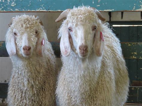 The Mohair Industry | PETA