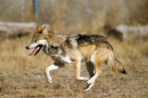 File:Mexican Wolf 2 yfb-edit 2.jpg - Wikimedia Commons