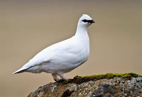 Rock Ptarmigan - eBirdr