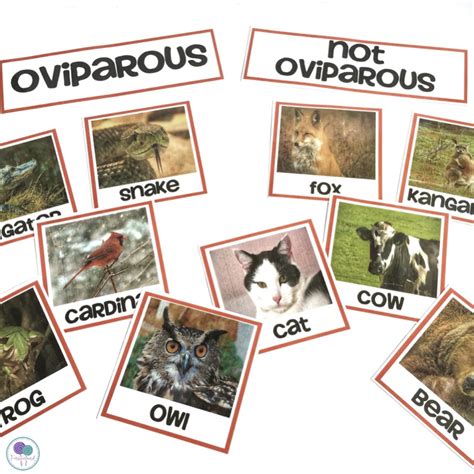 Learning About Oviparous Animals - Firstieland