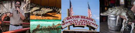 Gator Beach- The World’s Greatest Alligator Park – Destin Visitor's Guide