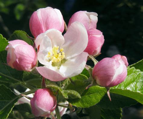 File:Apple blossom 02B.jpg - Wikimedia Commons