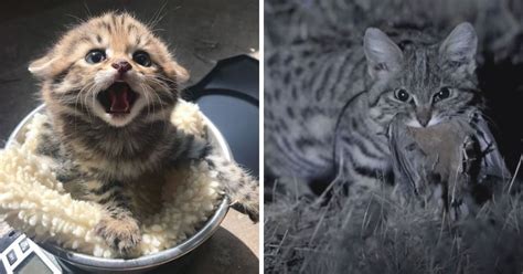 The World's Most Deadly Cats Are Also The Cutest Thing You'll Ever See