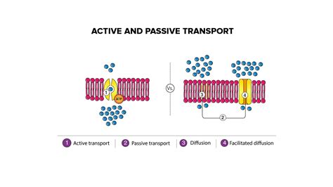 What are the 3 types of cell transport?