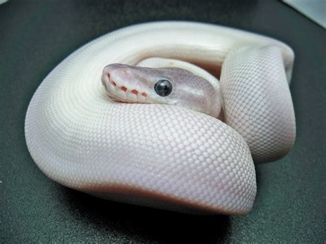 White Snake HD Wallpapers - HD Wallpapers Blog