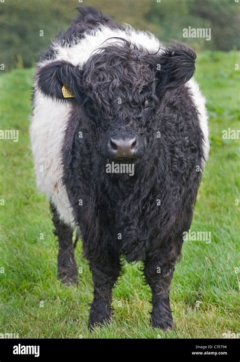 Belted Galloway Cow Stock Photo - Alamy