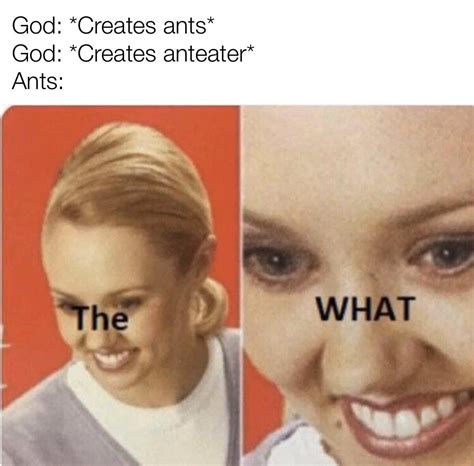 The ants are 🤬😡 : r/memes