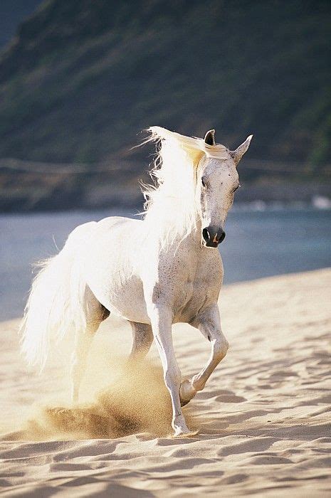 25 best images about Horses running on the Beach on Pinterest | Animals and pets, Beautiful ...