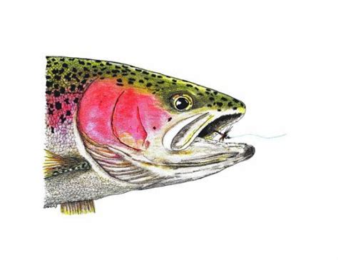 Rainbow Trout Head Study Drawing | Fish, Fish art, Rainbow fish