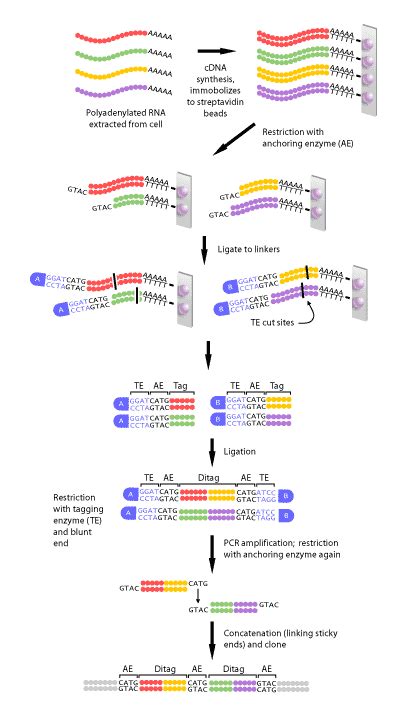 PAINLESS GENE EXPRESSION PROFILING: SAGE (SERIAL ANALYSIS OF GENE ...