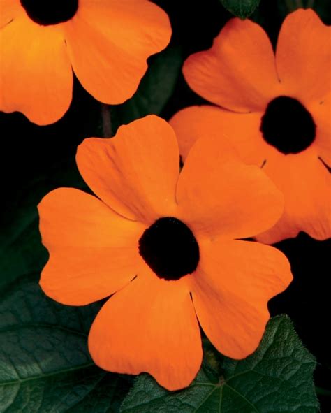 Thunbergia alata 'Orange A-Peel' | Black-Eyed Susan Vine | Kings Garden ...